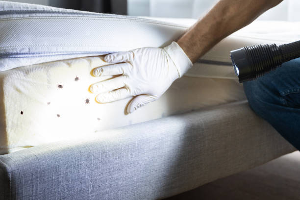 Best Wasp Removal Services  in Glasco, NY